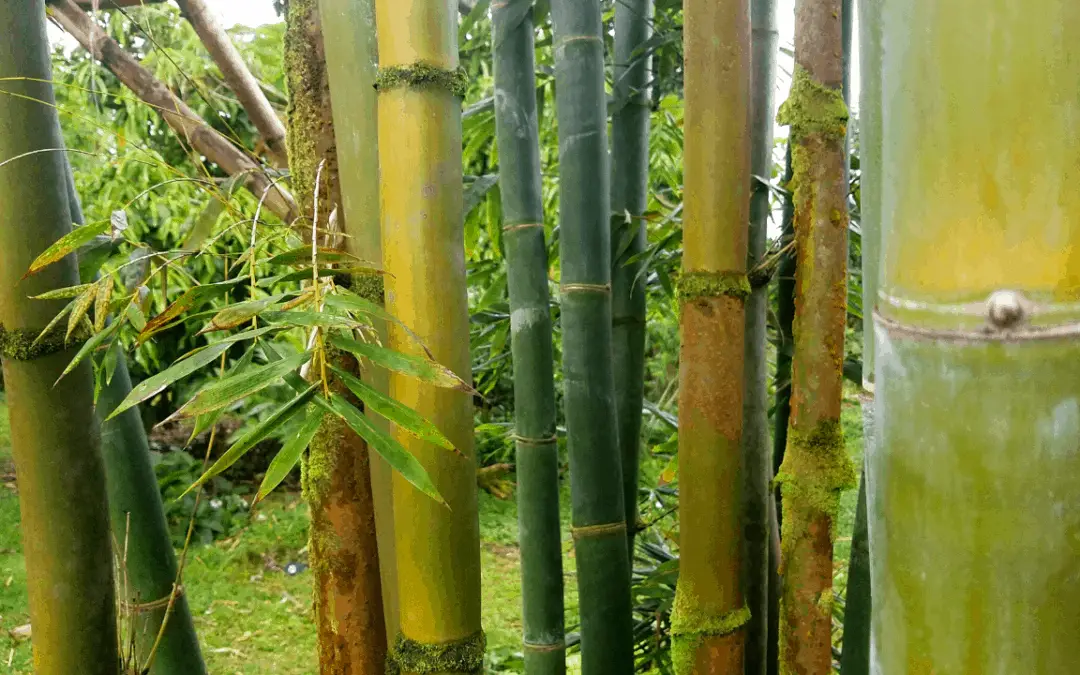 How Can You Tell How Old Bamboo Is?