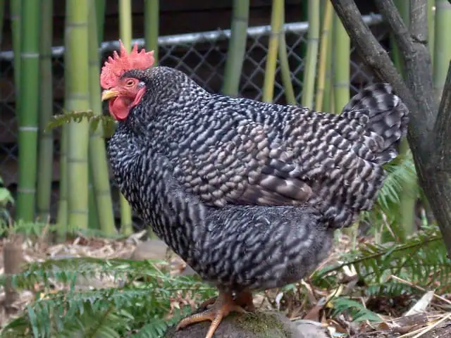 barred rock