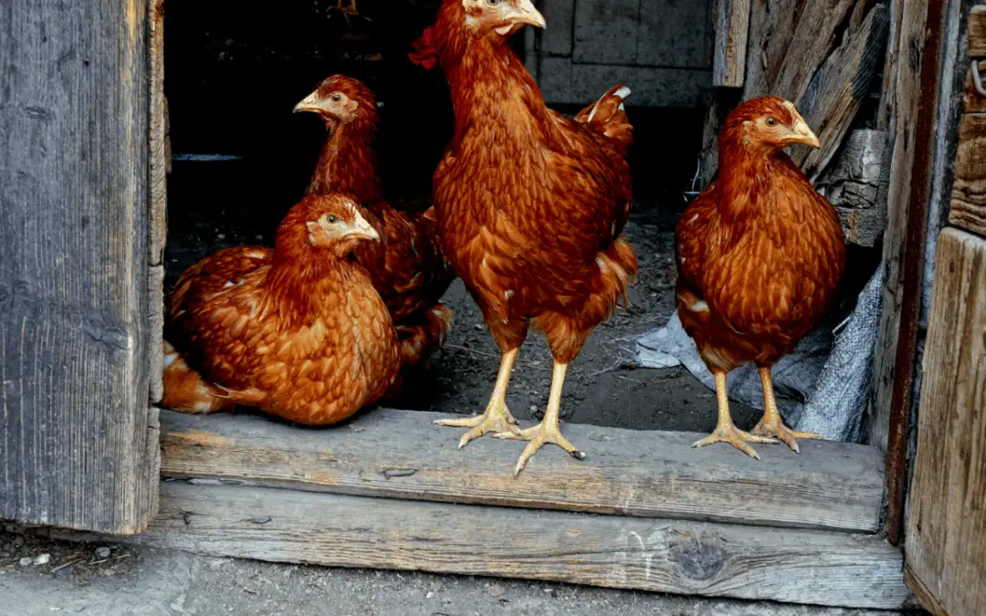 Best Chicken Breeds for Hawaii: With Pictures