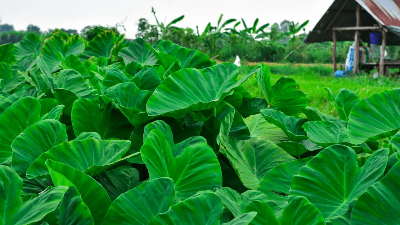 Perennial Vegetables Edible Plants for a Hawaiian Garden