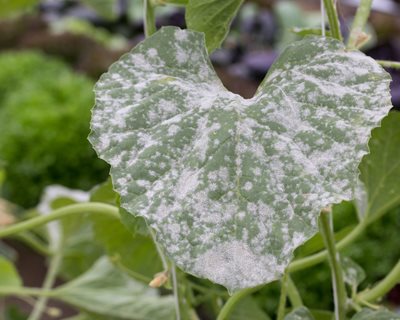 powdery-mildew