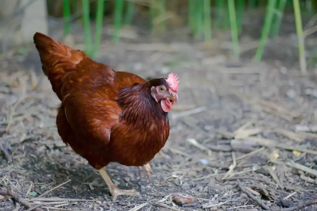 rhode island red