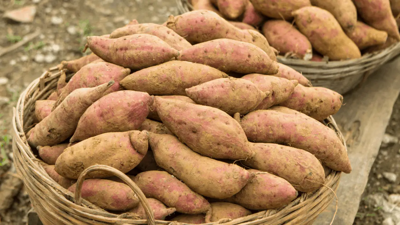 sweetpotato Homesteadinʻ Hawaiʻi