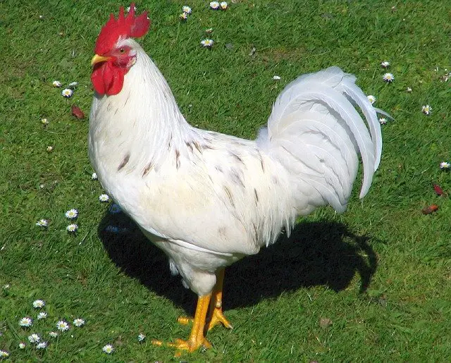 white leghorn