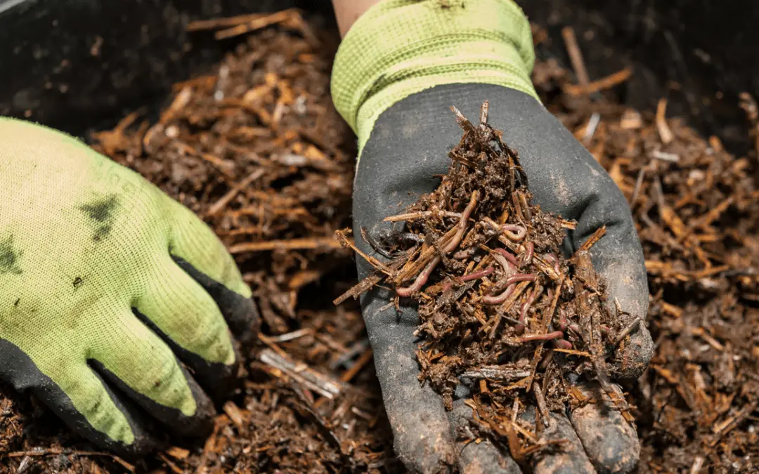 Worm Composting: Hawaii’s Answer to Fertility in the Garden