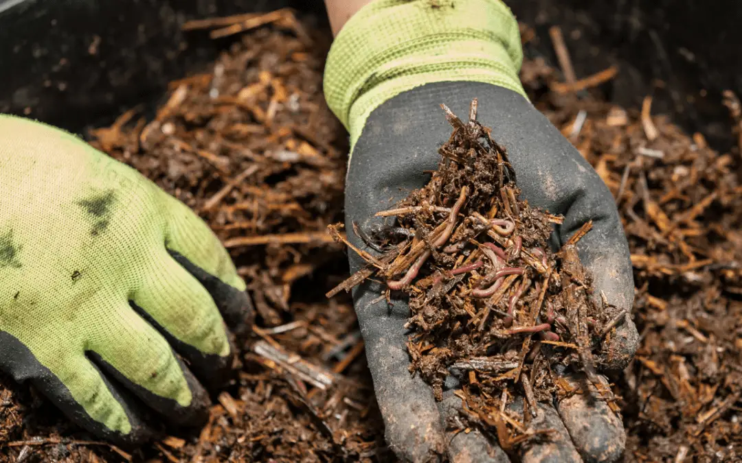 worm compost