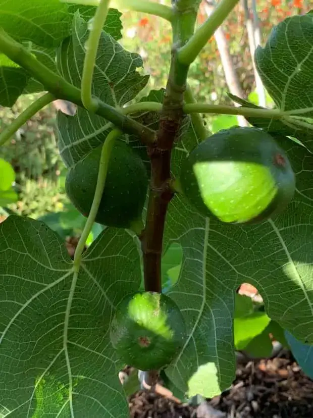 How To Grow Fig Trees In The Tropics