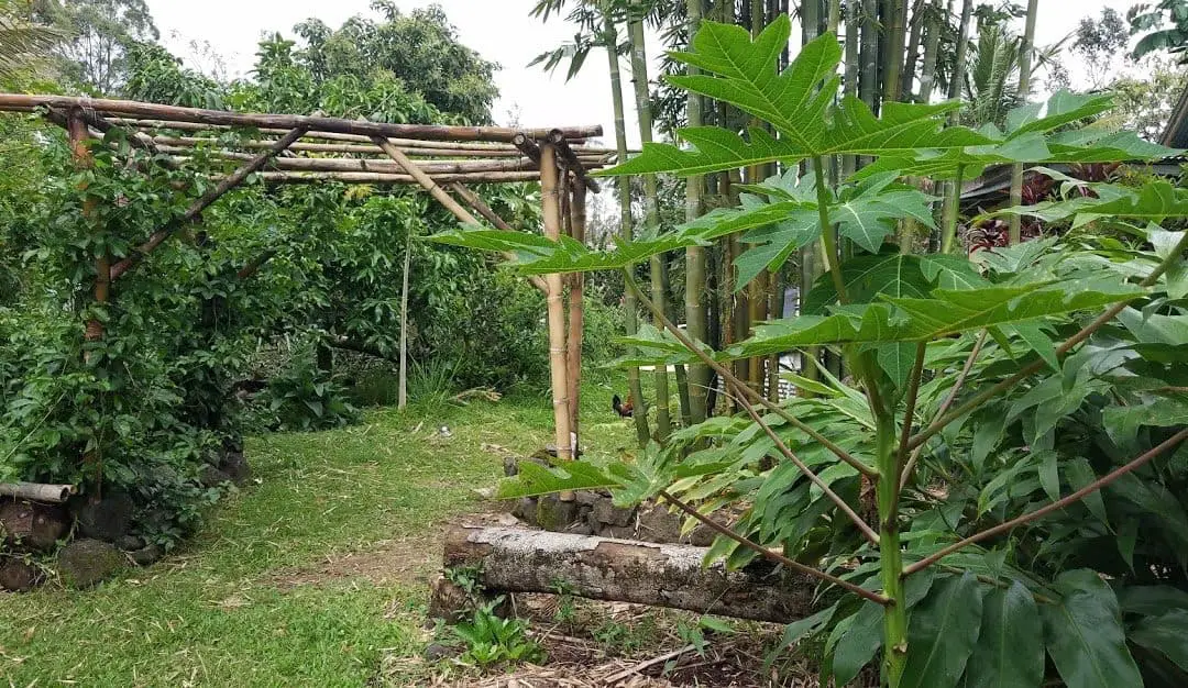 Create a Food Forest in Hawaii: Step by Step Guide