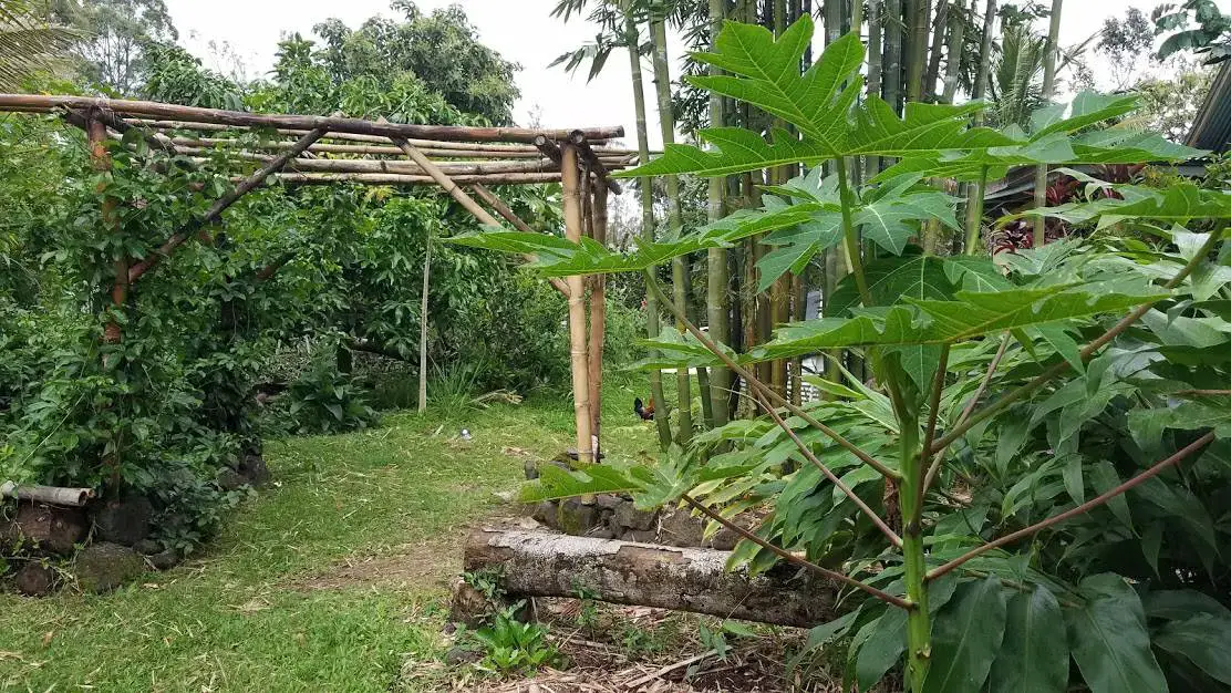 Create A Food Forest In Hawaii Step By, Gardening In Hawaii Book