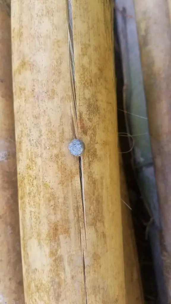 nail in bamboo