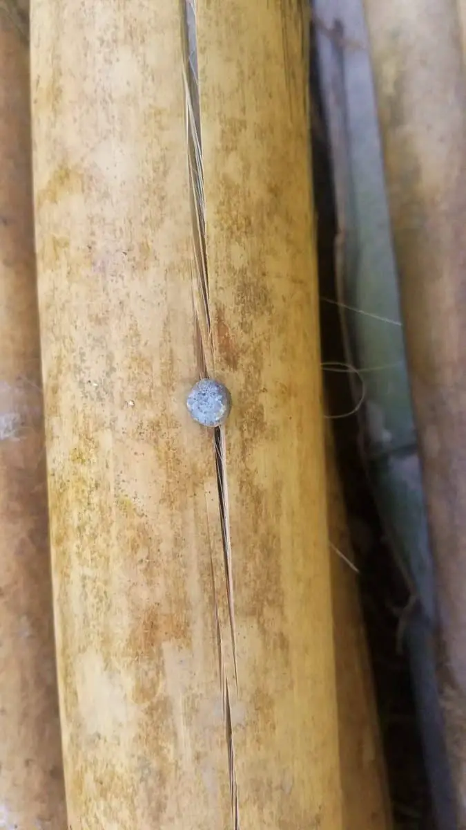nail in bamboo Homesteadinʻ Hawaiʻi