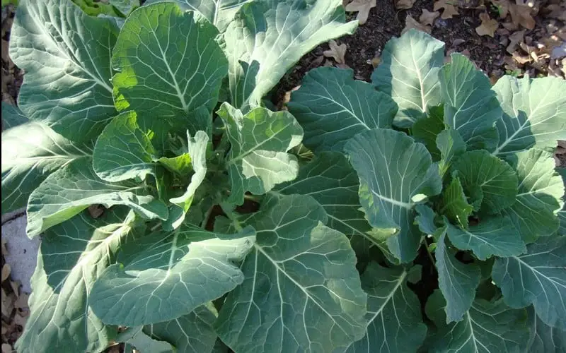 collards