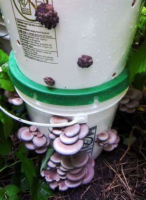 bucket mushrooms