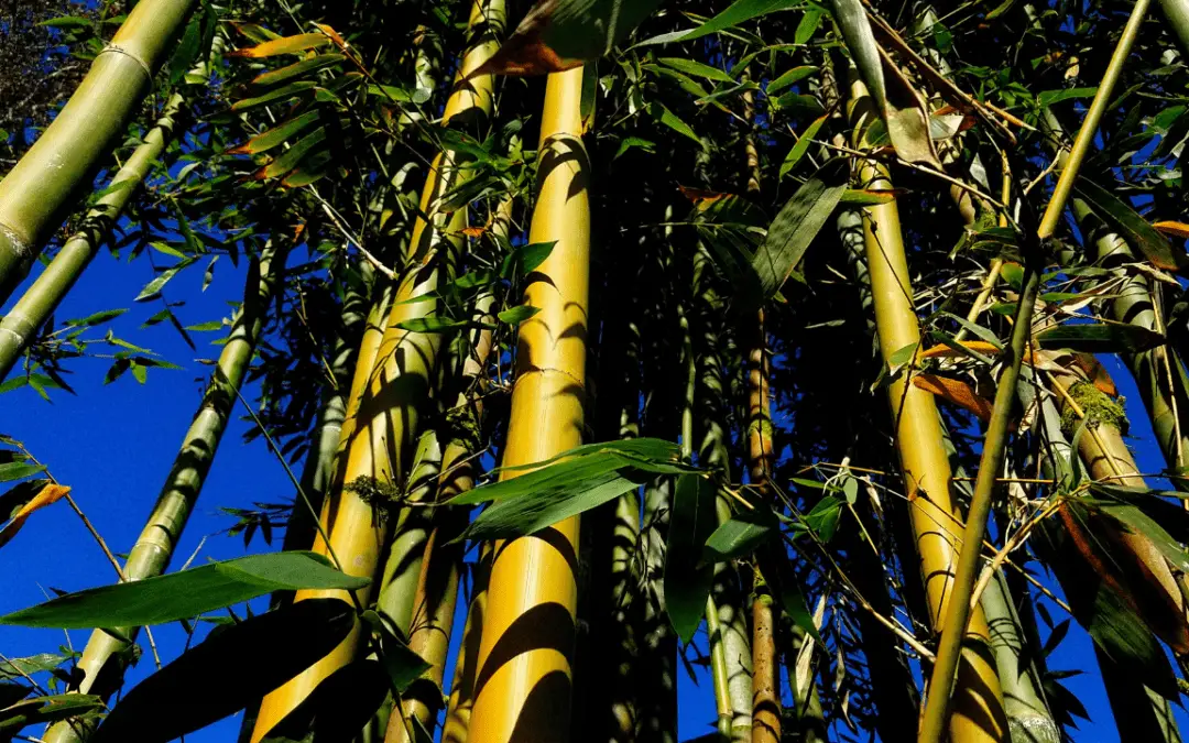 Drying and Preserving Bamboo The Ultimate Guide