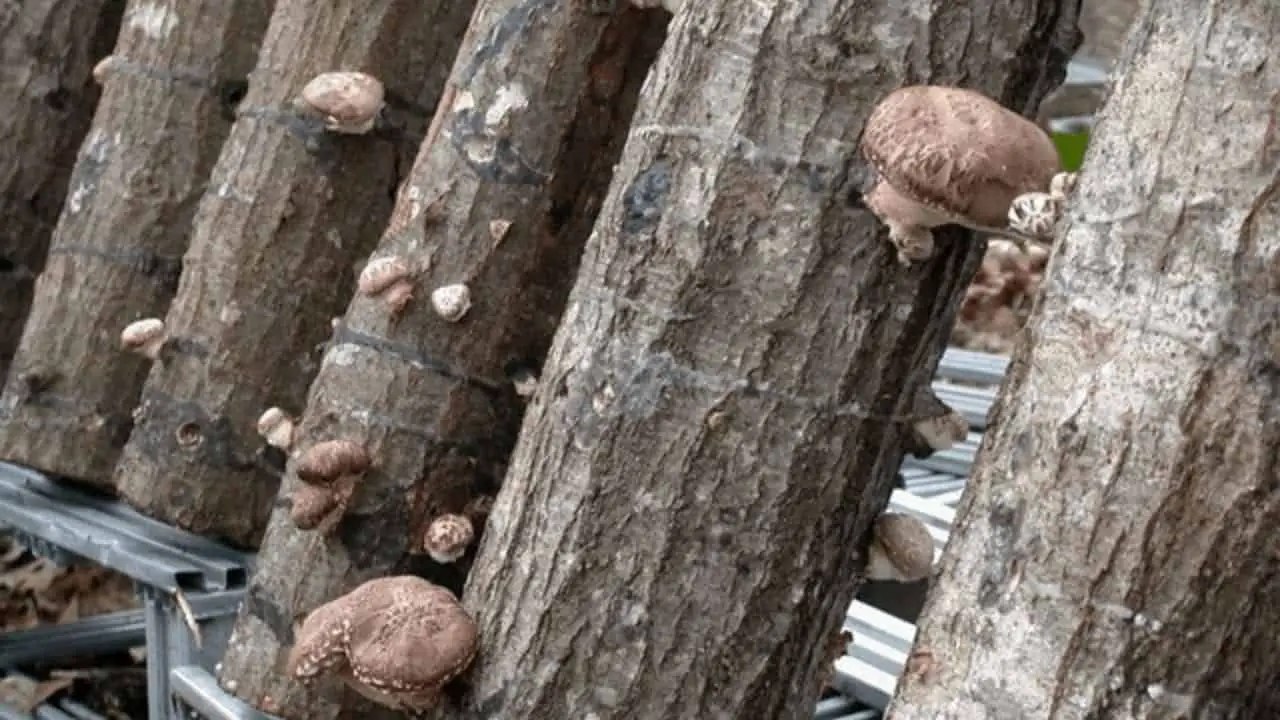 4 Easy Ways Grow Mushrooms in the Tropics