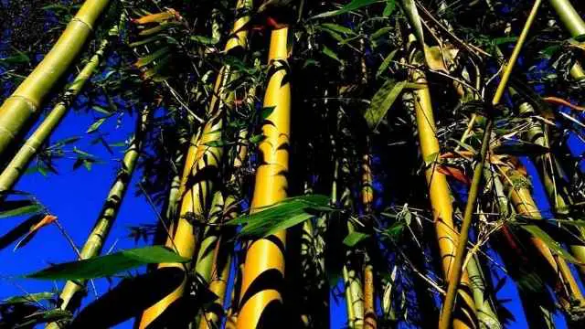 Bamboo Construction: Harvest And Treat To Last Years