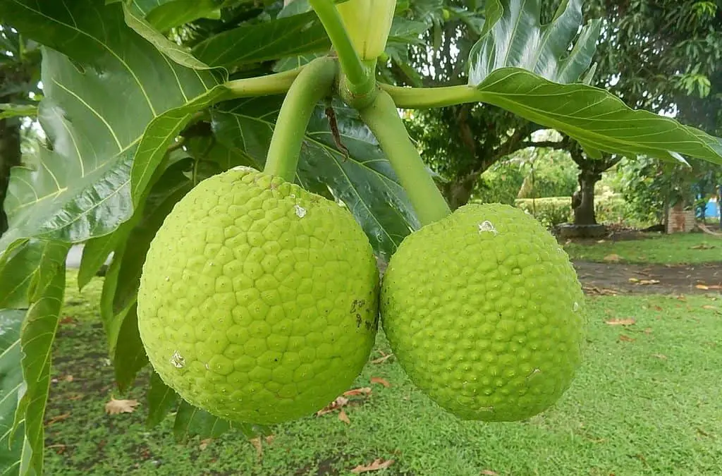 4 Easy Ways to Propagate Breadfruit (Ulu)