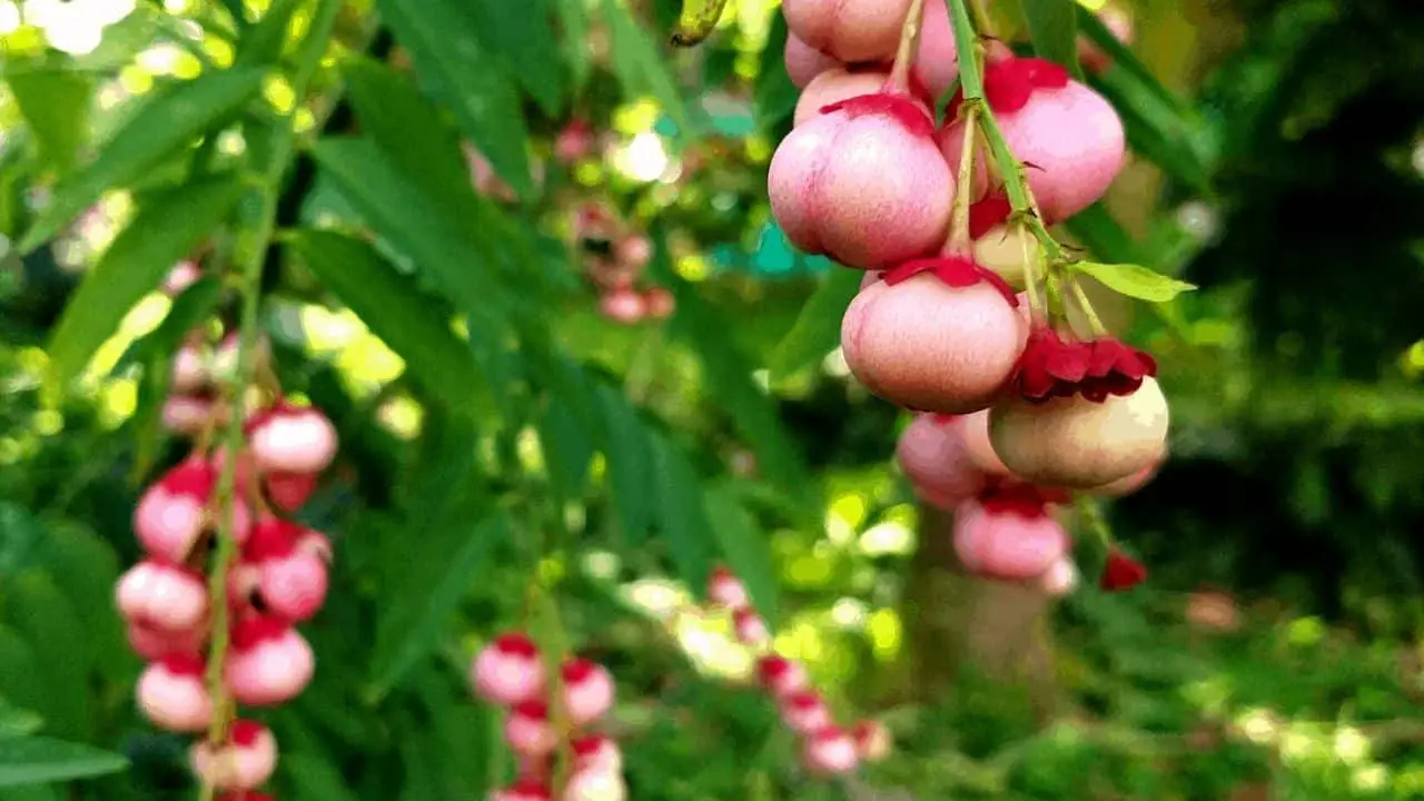 Katuk: Easy Perennial Green For The Off Grid Homestead