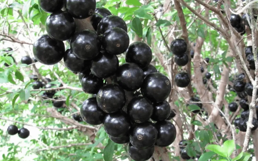 12 Best (Uncommon) Fruit Trees to Grow in the Tropics
