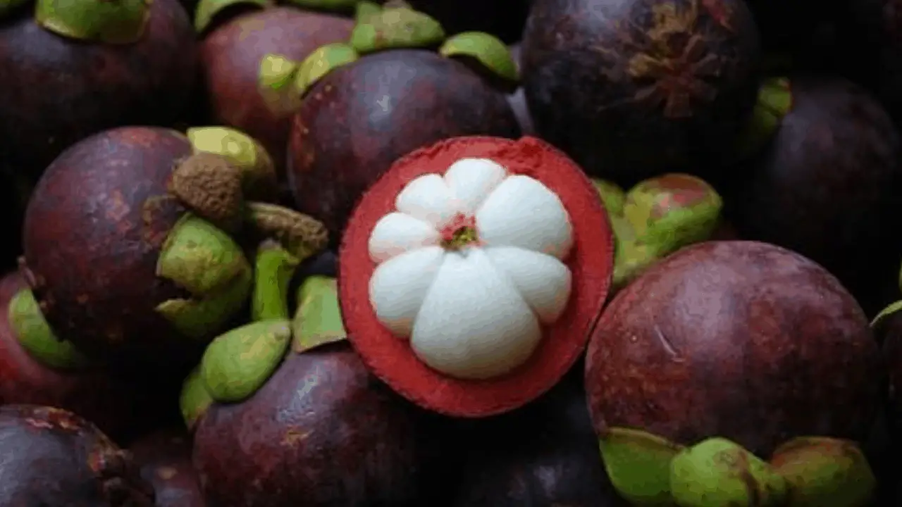 mangosteen Homesteadinʻ Hawaiʻi