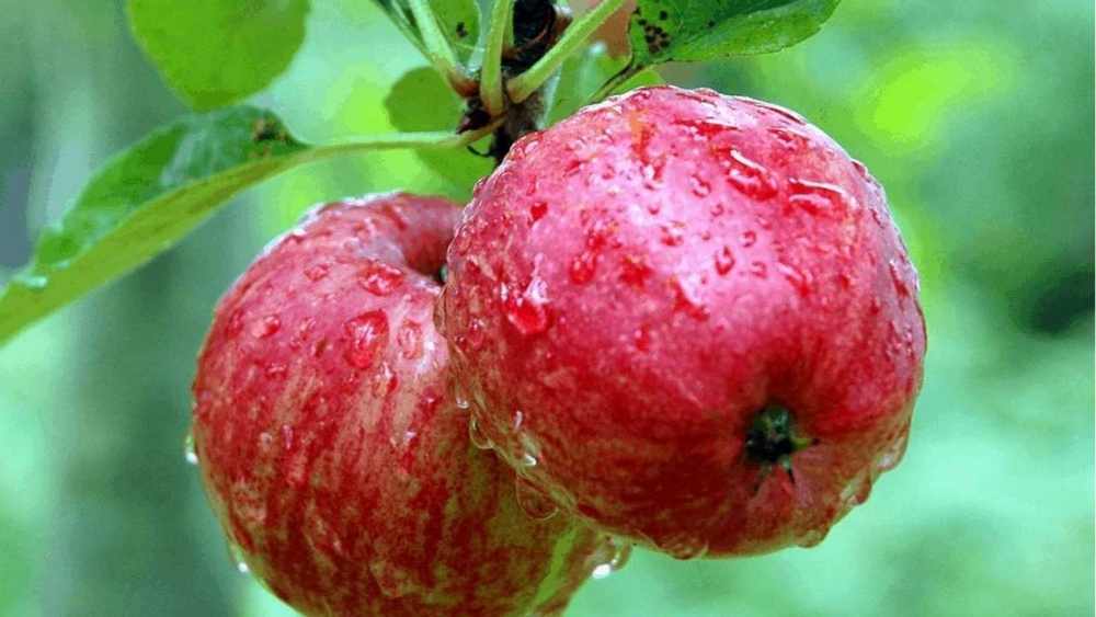 Growing Apples In The Tropics: Is It Possible?