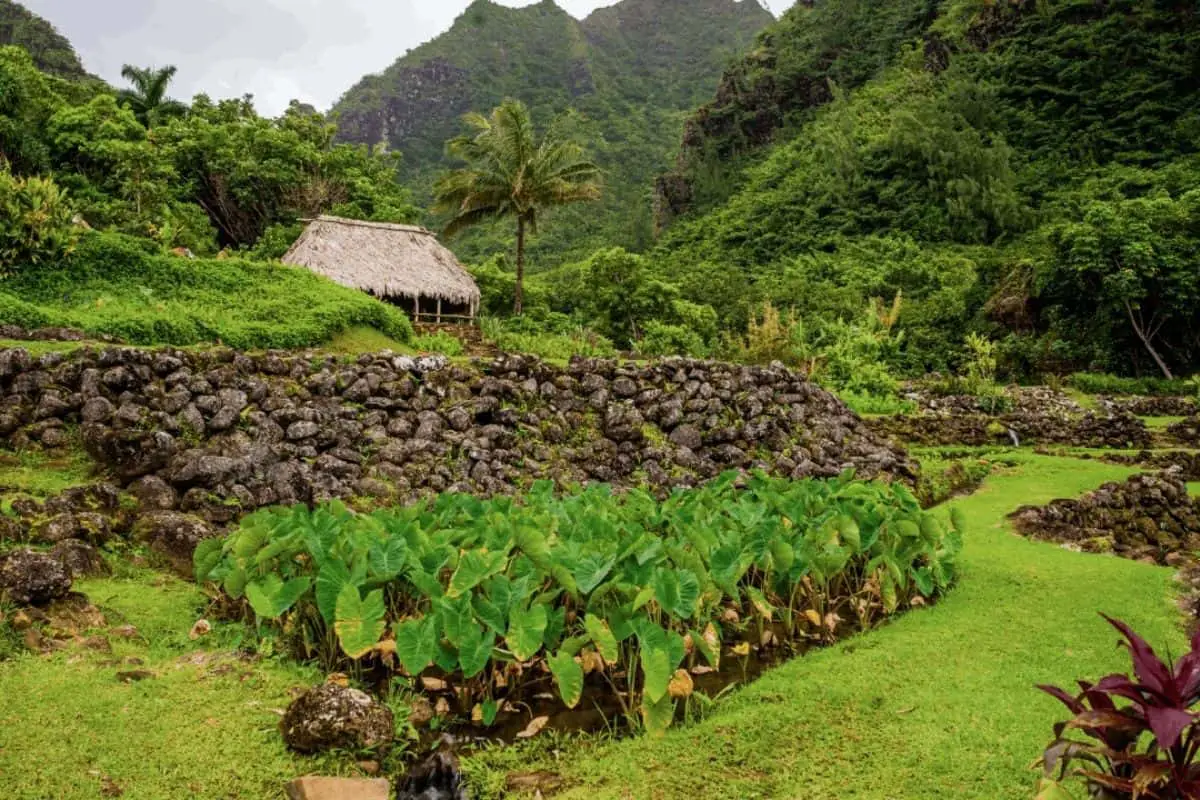 What are the Best Vegetables to Grow in Hawaii?