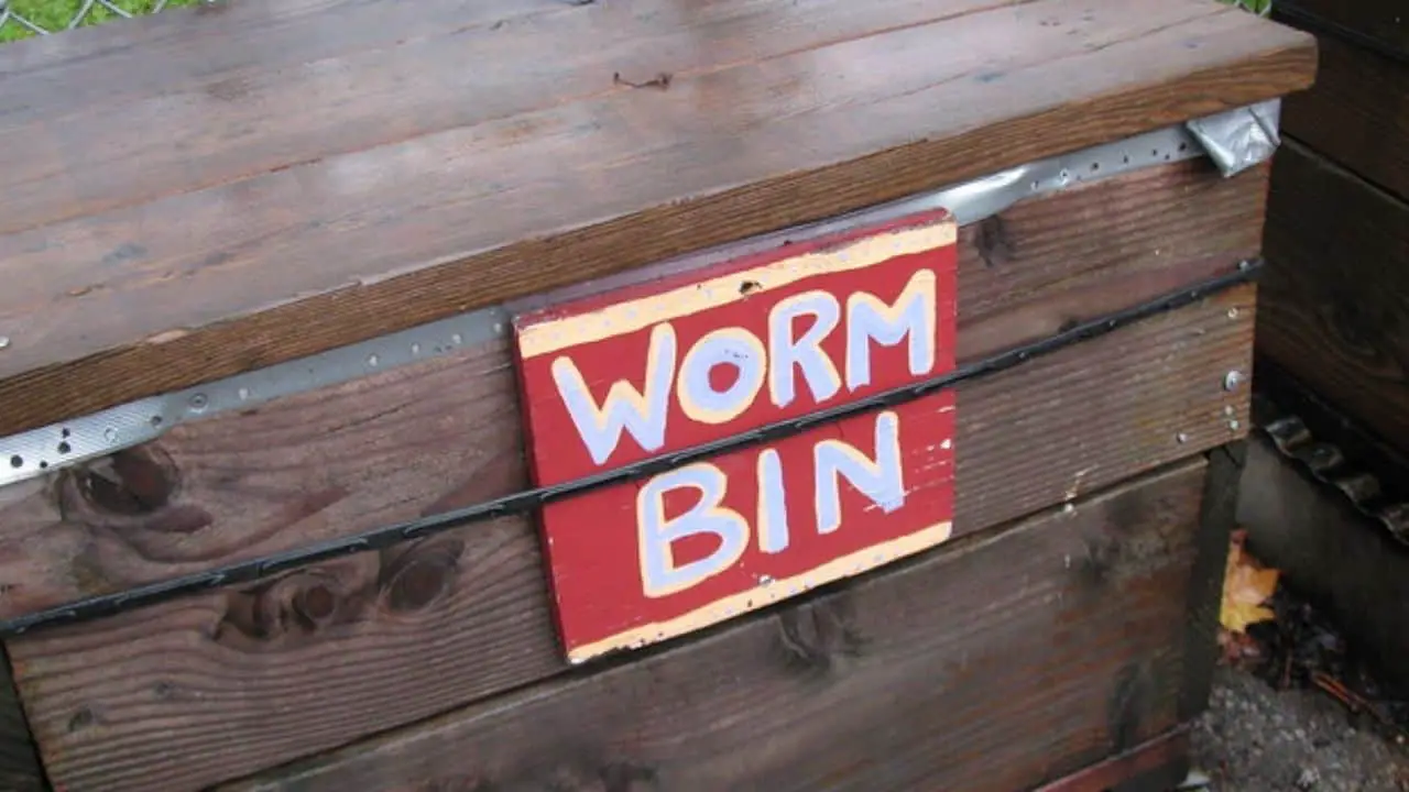 Can You Put Sawdust In A Worm Bin?