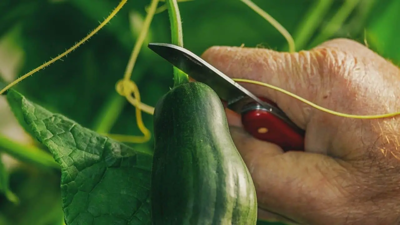 Growing Cucumbers in Hawai’i