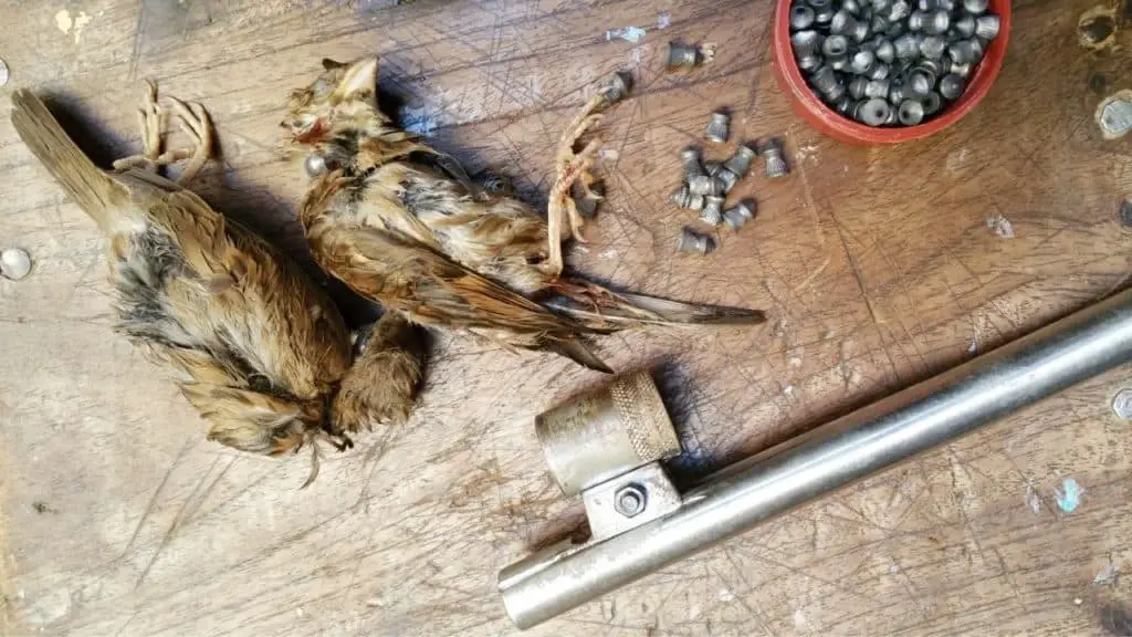 Pellet Gun vs. Chicken Will It Get The Job Done?