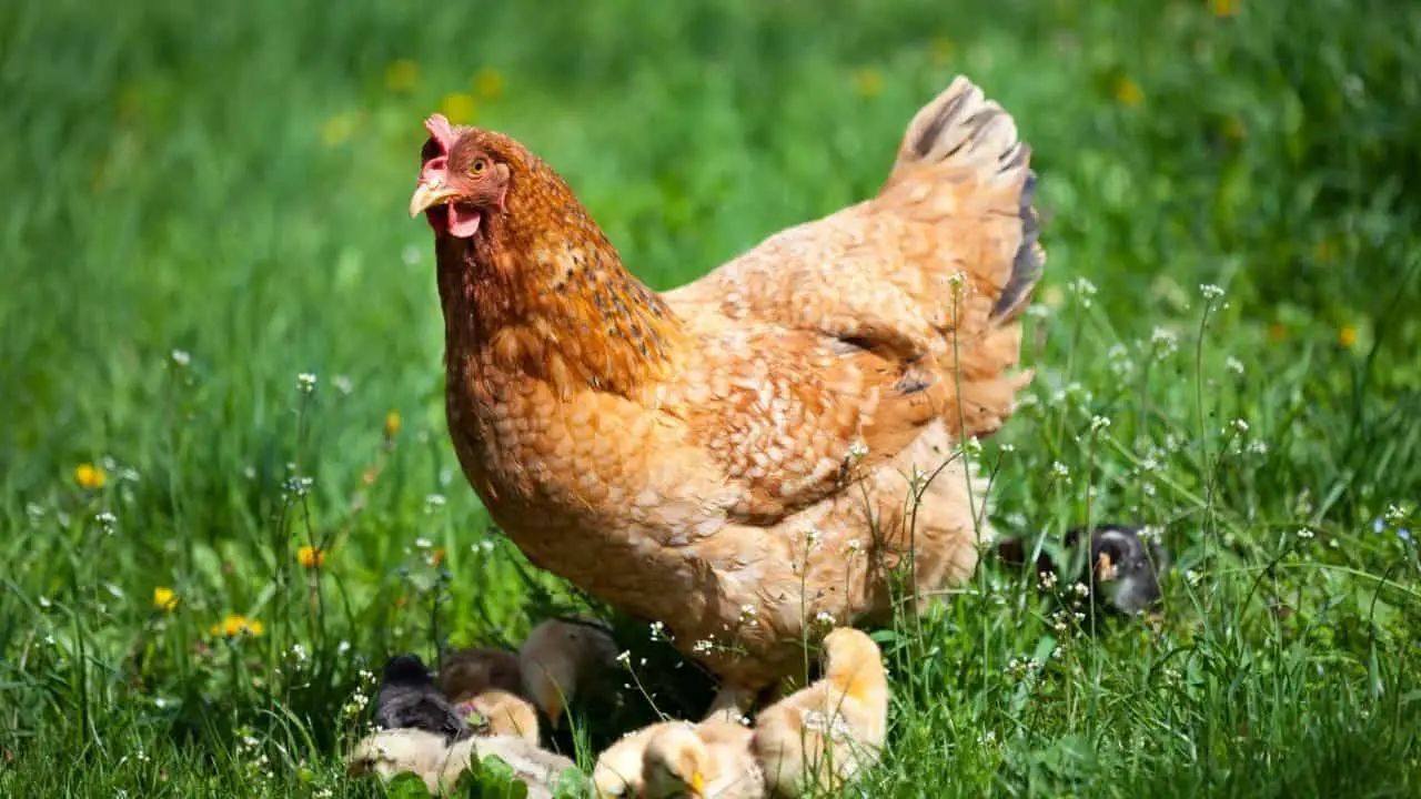How Many Chickens Do I Need For My Homestead?