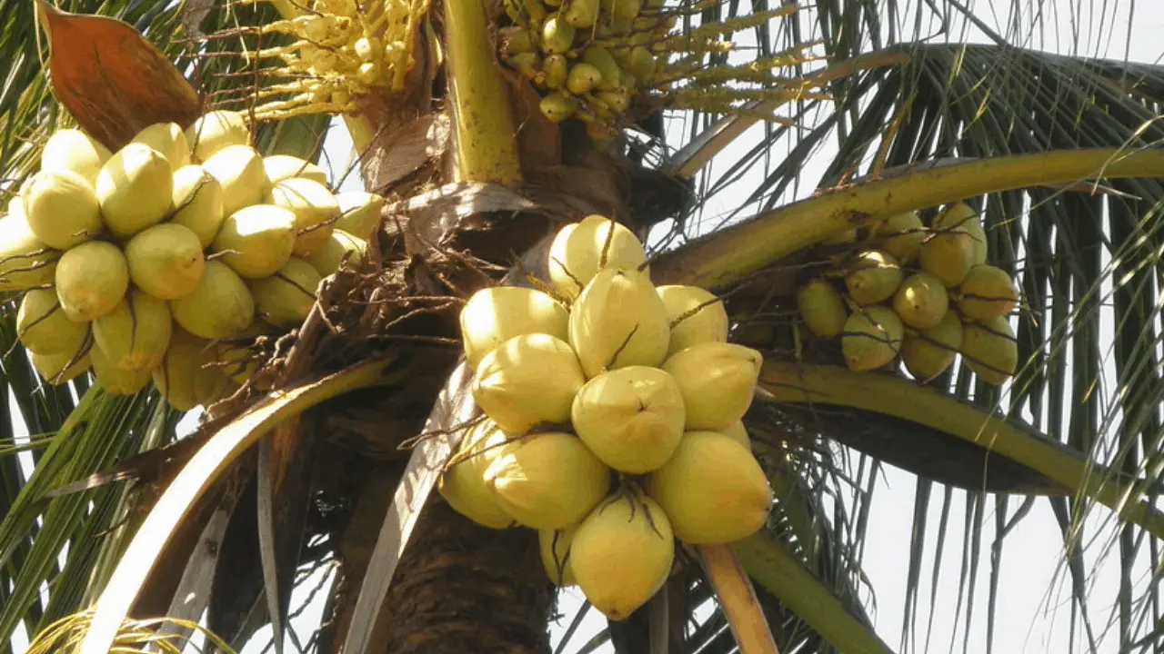 Nuts Trees For Tropical Climates: 7 Types To Grow