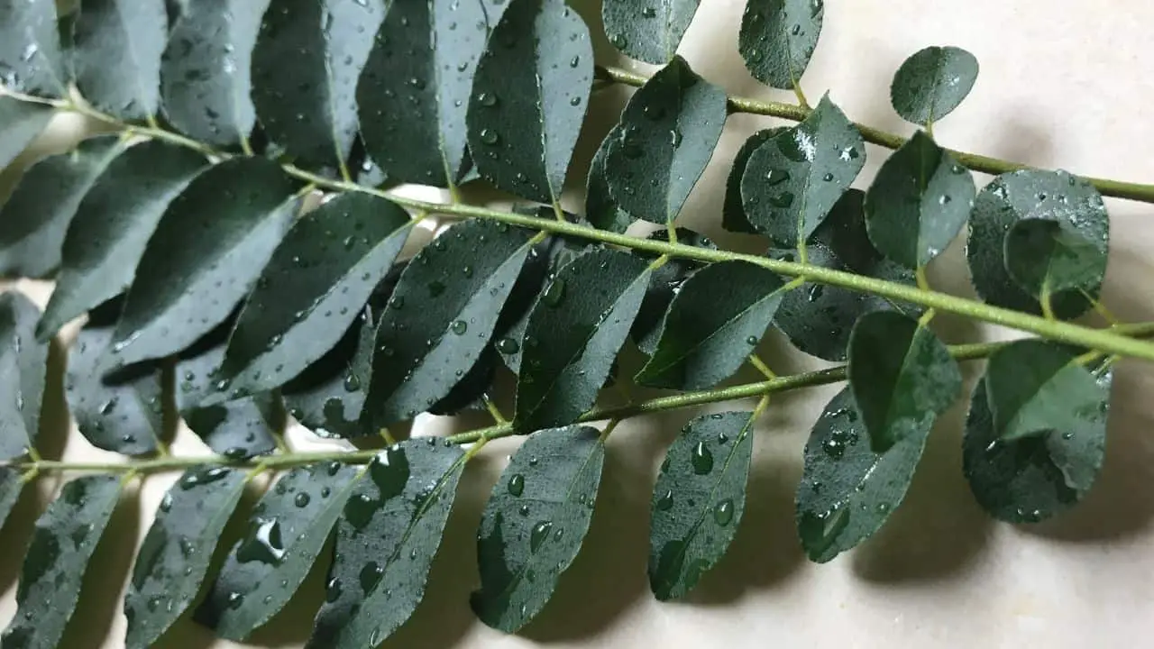 12 Herbs And Spices To Grow In The Tropics Hawaii & Florida