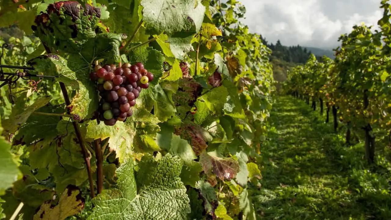 Growing Grapes in Hawai’i and Other Tropical Regions