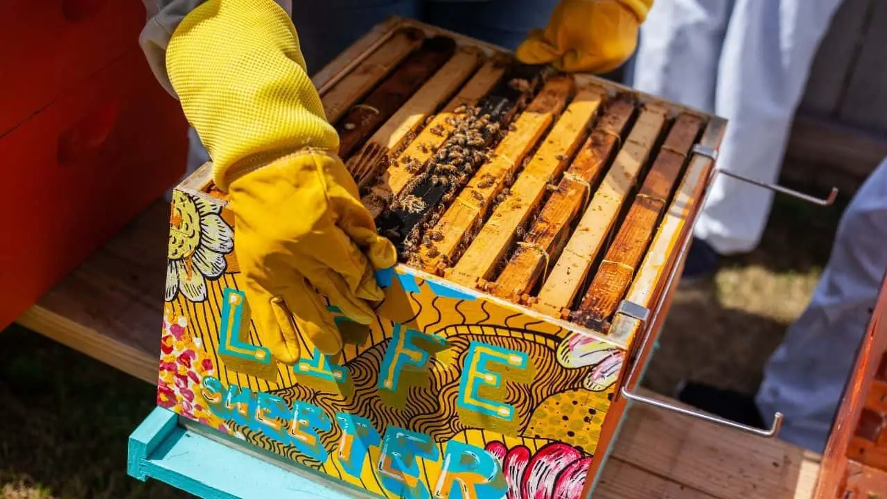 Raising Honeybees in the Tropics of Hawai’i