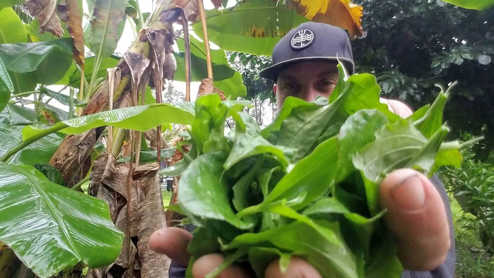 6 Edible Weeds That Grow In Hawai’i