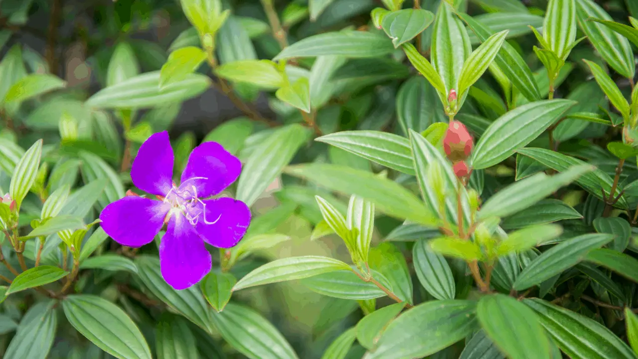 6 Edible Weeds That Grow In Hawai'i Homesteadinʻ Hawaiʻi