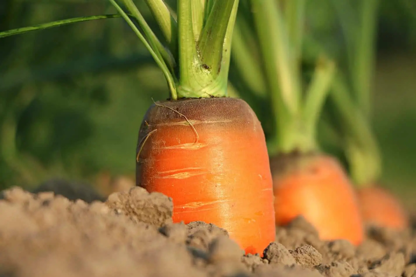 Growing Carrots In Hawai’i: The Ultimate Guide