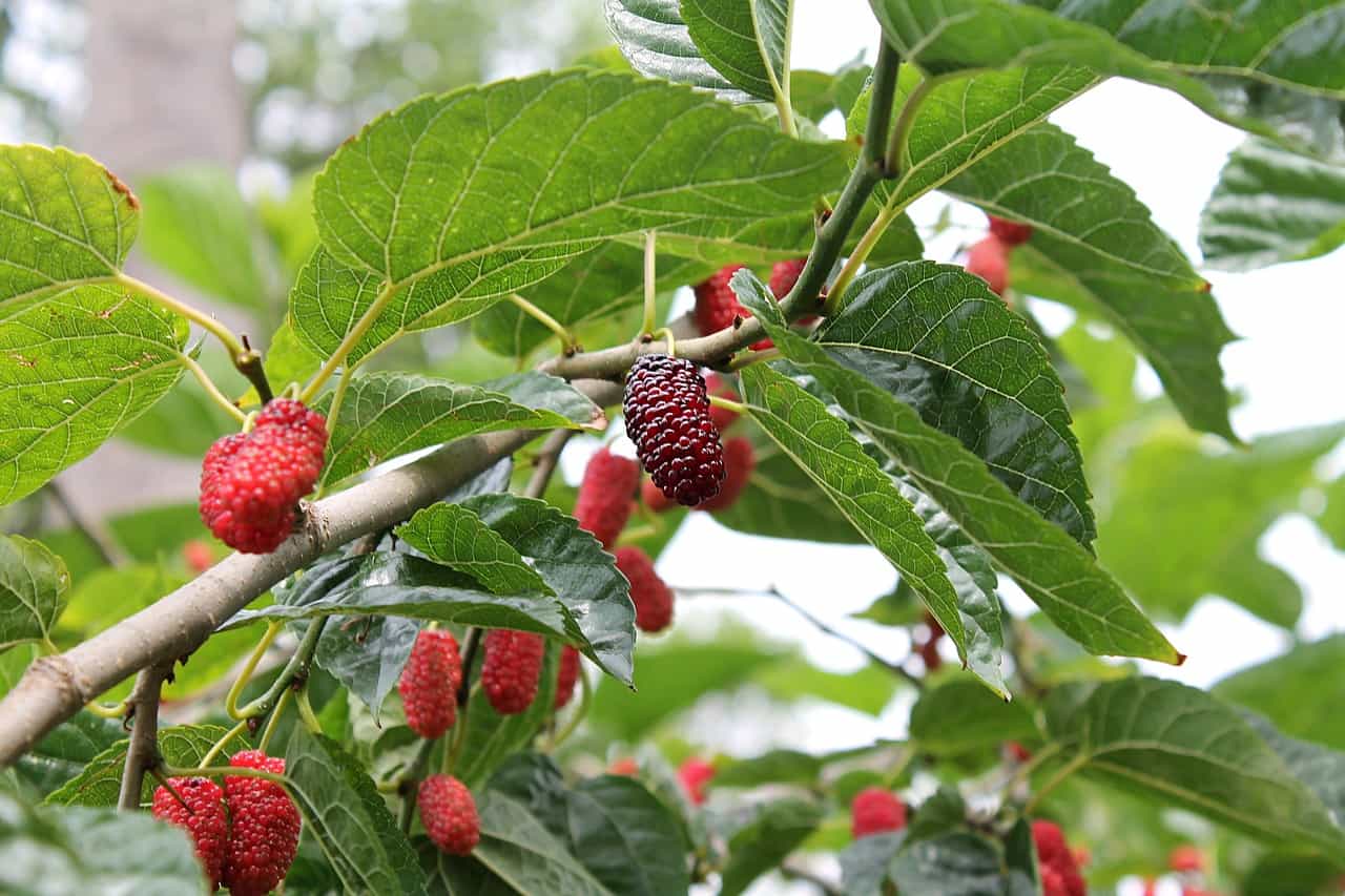5-fastest-growing-fruit-trees-for-the-tropics-homesteadin-hawai-i