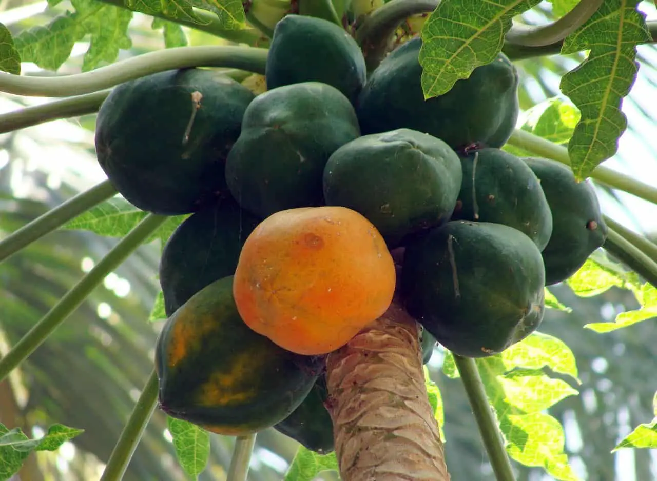 5 Fastest Growing Fruit Trees for the Tropics
