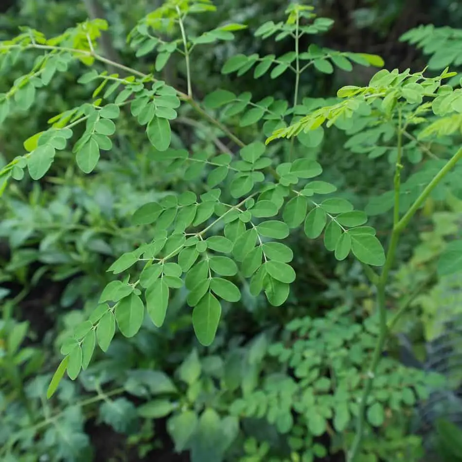 12 Best Shrubs for a Tropical Food Forest