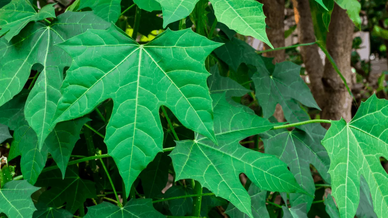 16 Edible Greens For The Tropical Garden