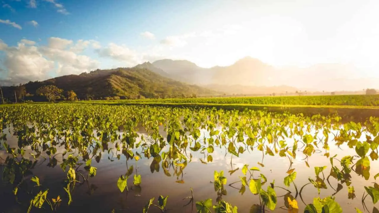 Permaculture In Hawai’i