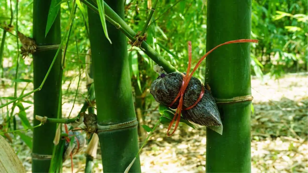 How to Propagate Bamboo, By Cutting, Airlayer and Division