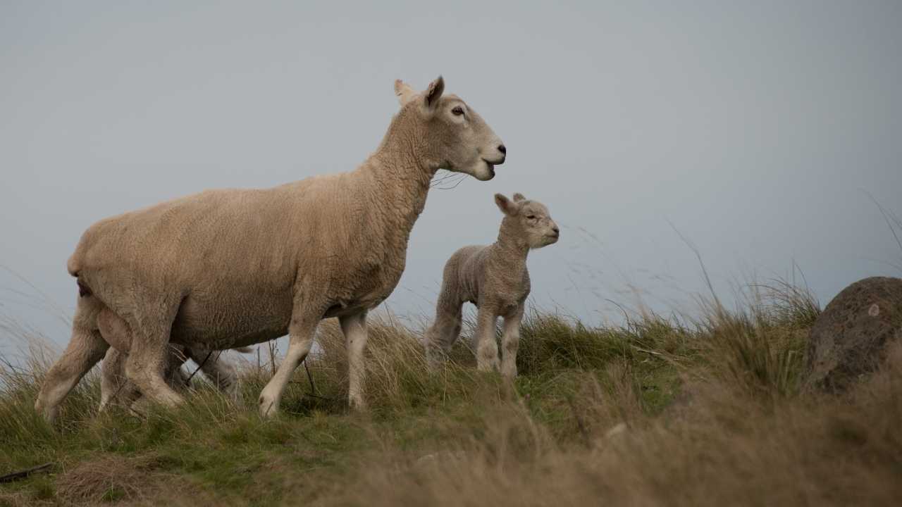 Can Sheep Stay Out In The Rain?