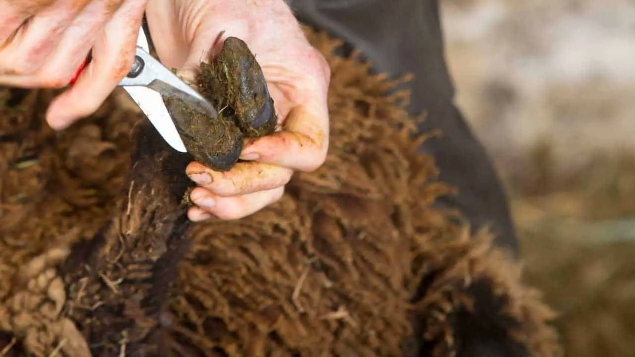 How To Treat Overgrown Hooves In Sheep