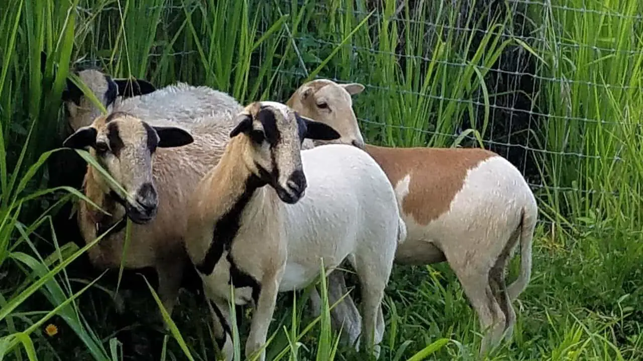Best Sheep Breeds for Hawai’i and  Other Tropical Areas