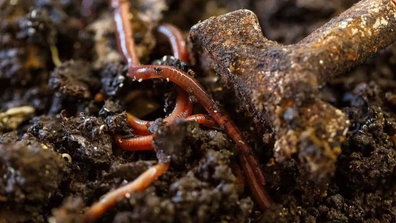 Worm Farming On The Off Grid Homestead