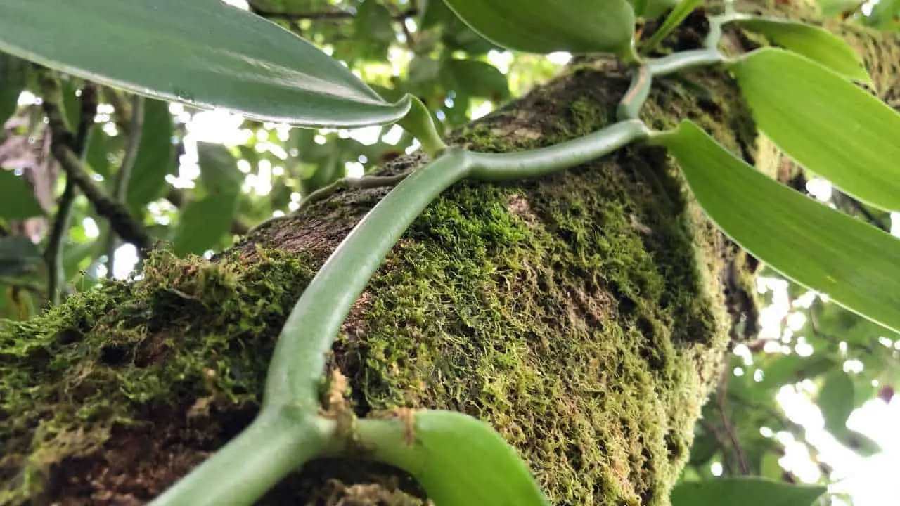 Home 2 Edible Vines for the Tropical Garden