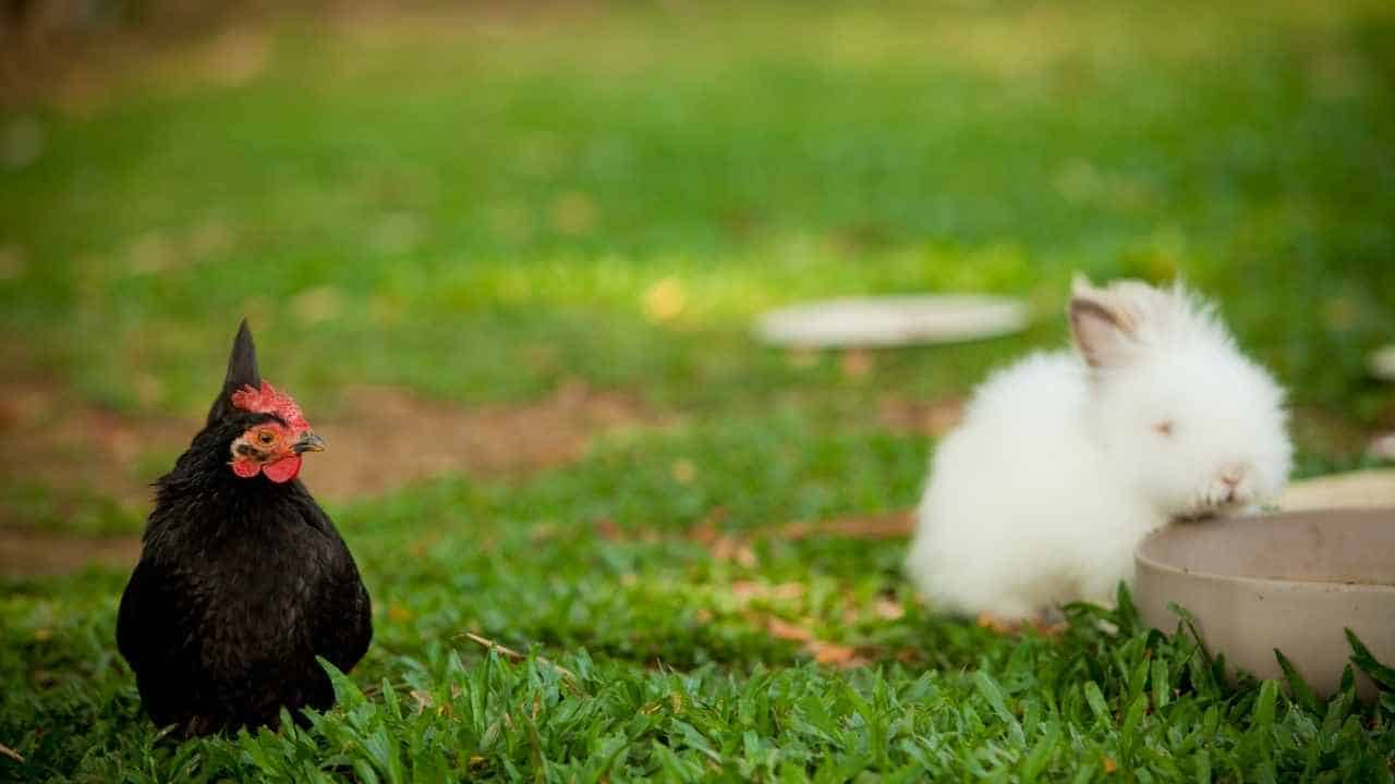 Can Rabbits Free Range With Chickens?