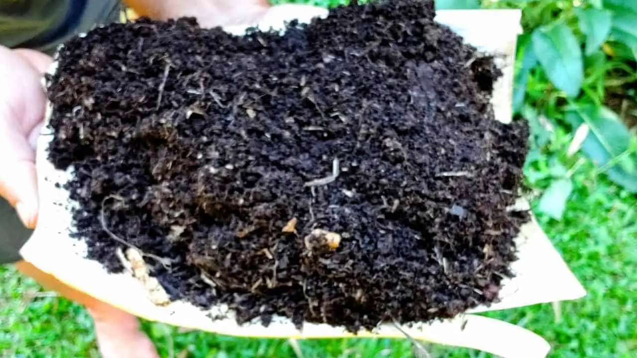 Can You Use Human Poop As Fertilizer?